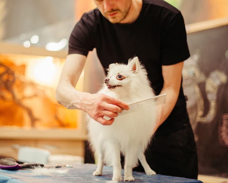 Do's And Don’ts Of Your Dog’s First Groomer Visit