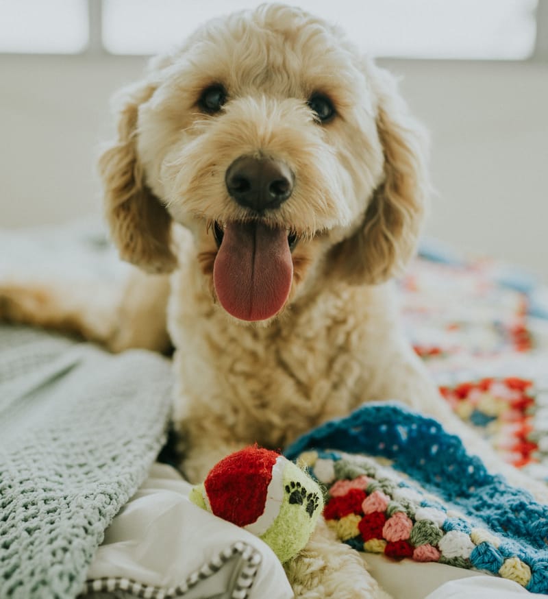 Why Do Dog Grooming Appointments Take So Long?