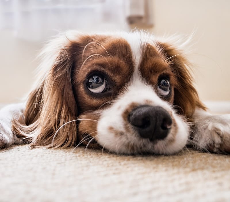 5 Things Groomers Wish Dog Owners Knew