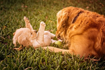 Campagna Sterilizzazioni image