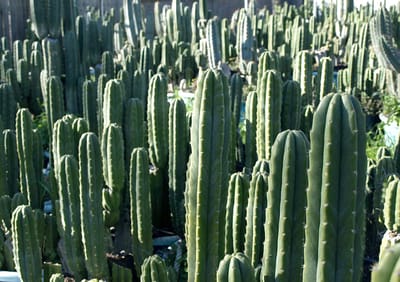 San Pedro Cactus image