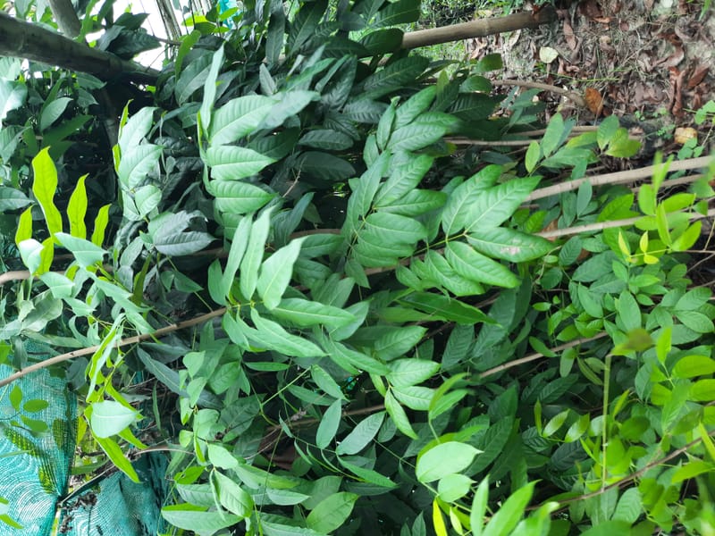 African Mehogoni Plant