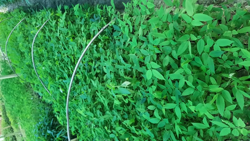 Cassia Fistula Plant