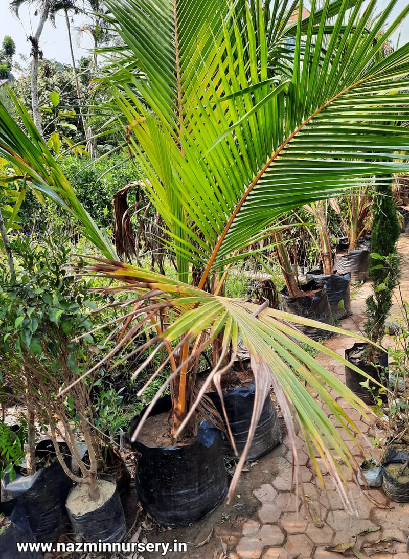 Coconut Hybrid Plant