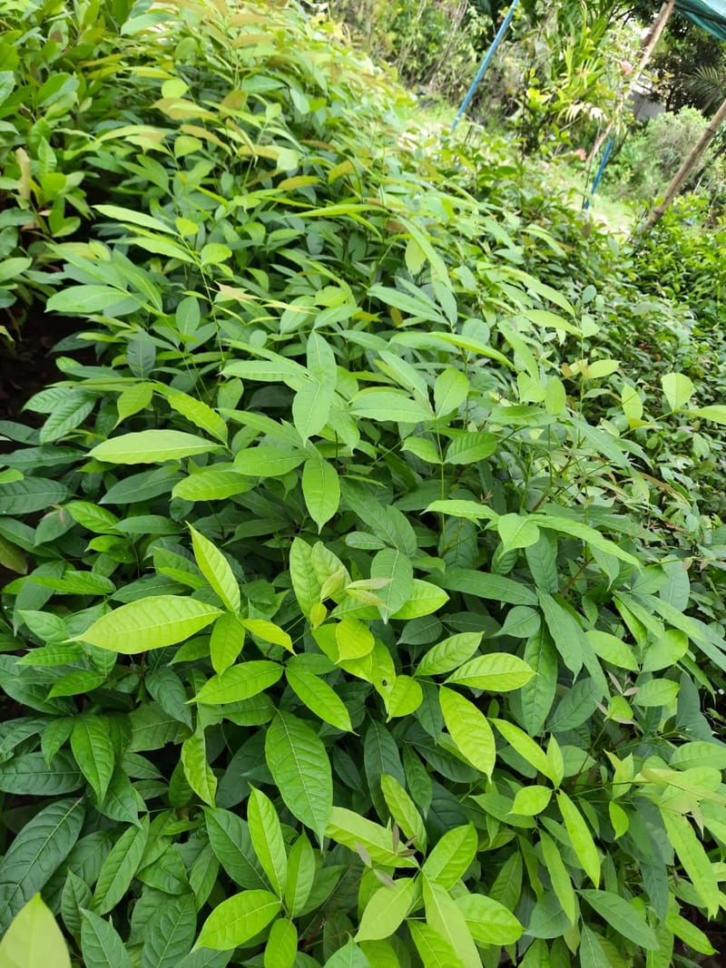 African Mehogoni Plant