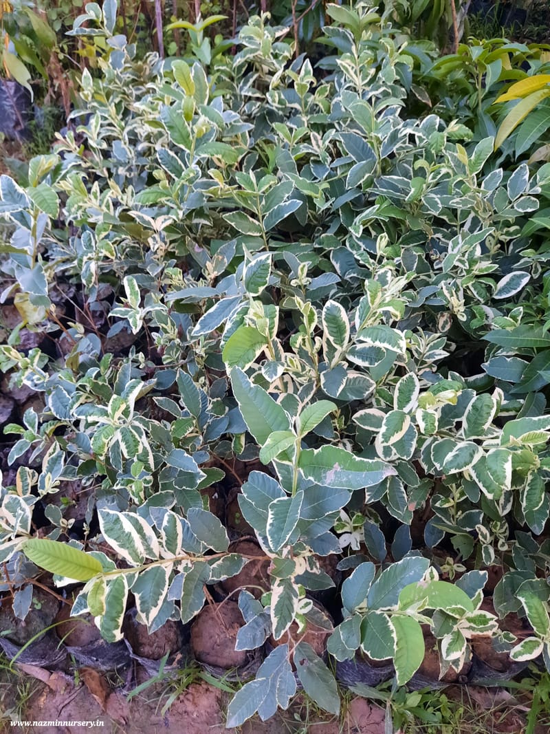 Variegated Guava Grafted Plant