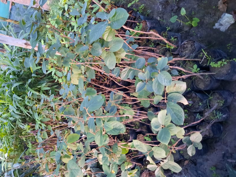 Persimmon Grafted Plant
