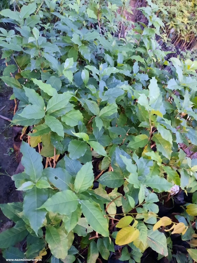 Pecan Nut Grafted Plant