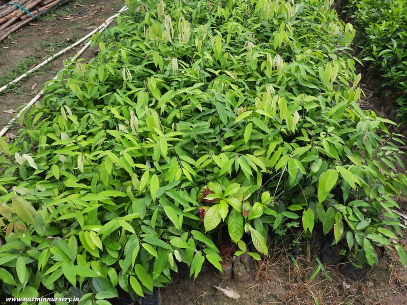 Messua Ferra (Nahar) Plant