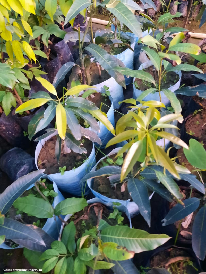 Miyazaki Mango Grafted Plant