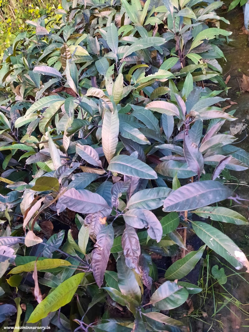 Black Mango Grafted Plant