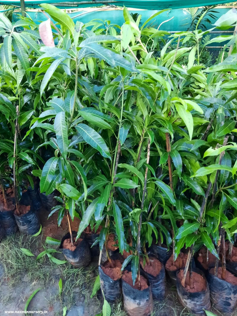 Kesser Mango Grafted Plant