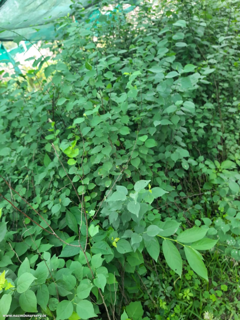 Apricot Grafted Plant
