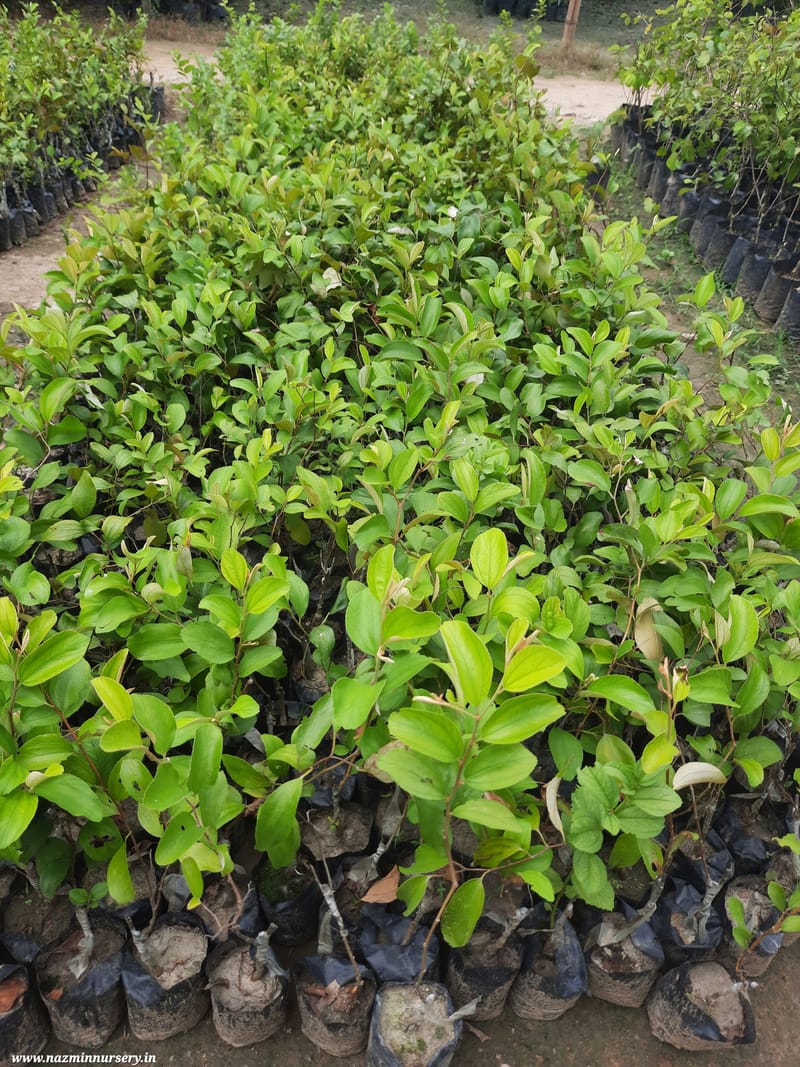 Kashmiri Apple Ber Grafted Plant