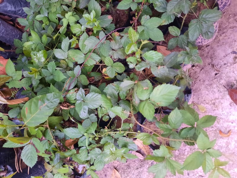 Blackberry Grafted Plant