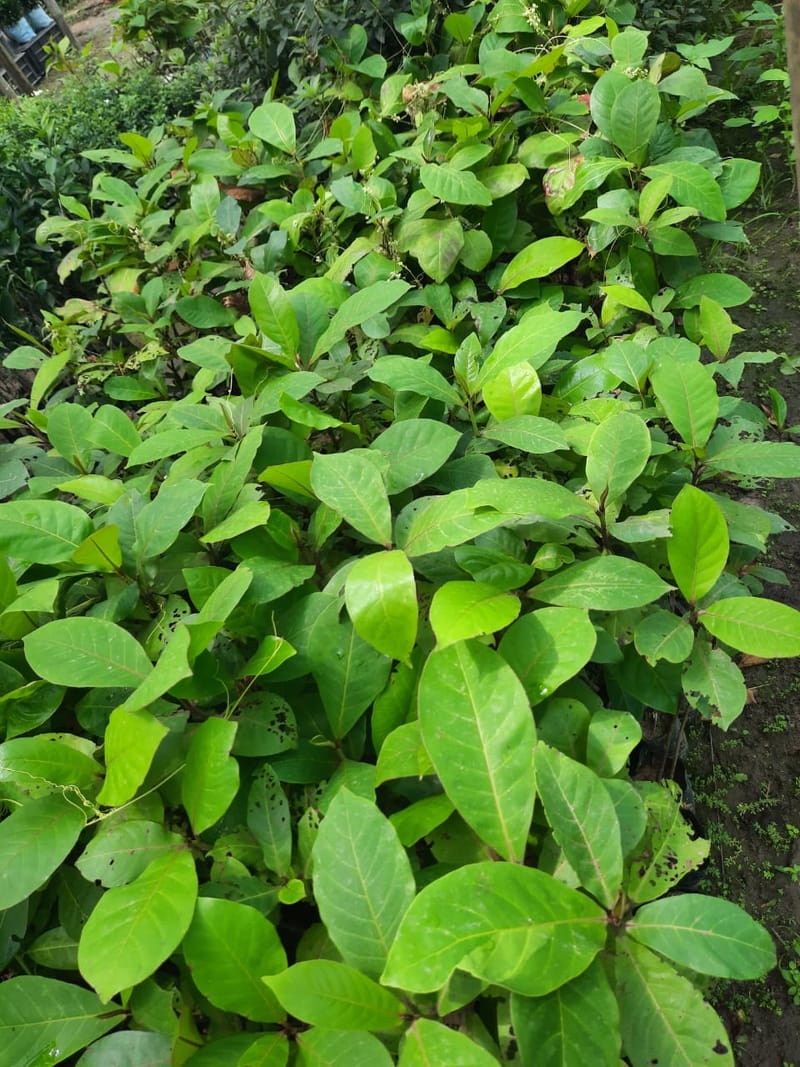 Almond Grafted Plant