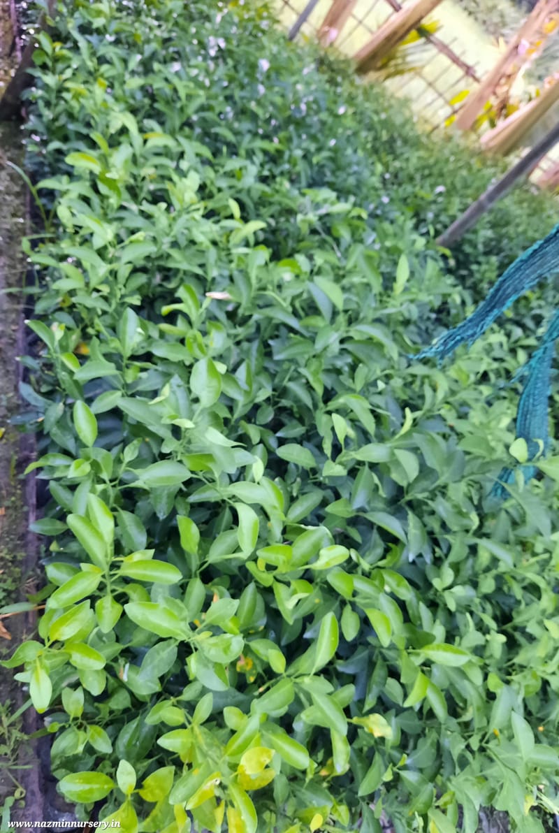 Orange Khasi Mandarin Plant