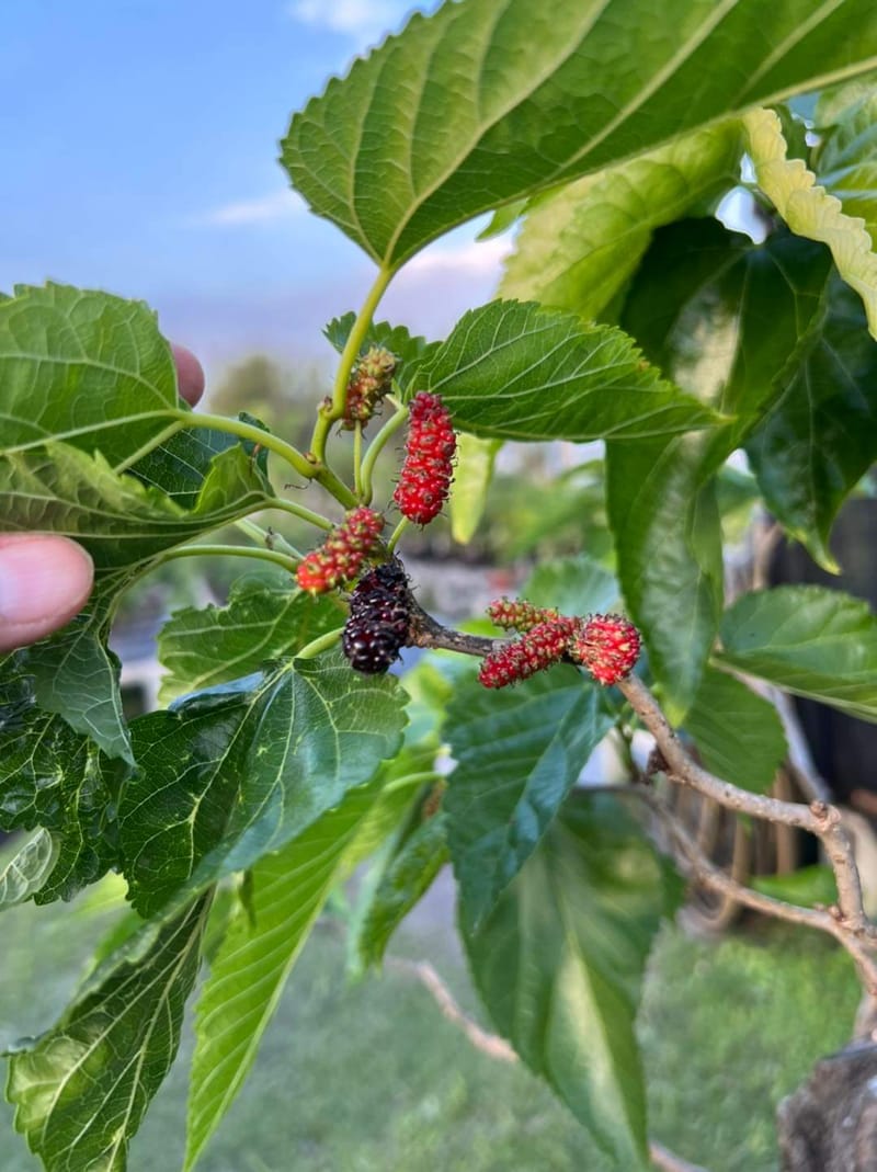 Mulberry Plant