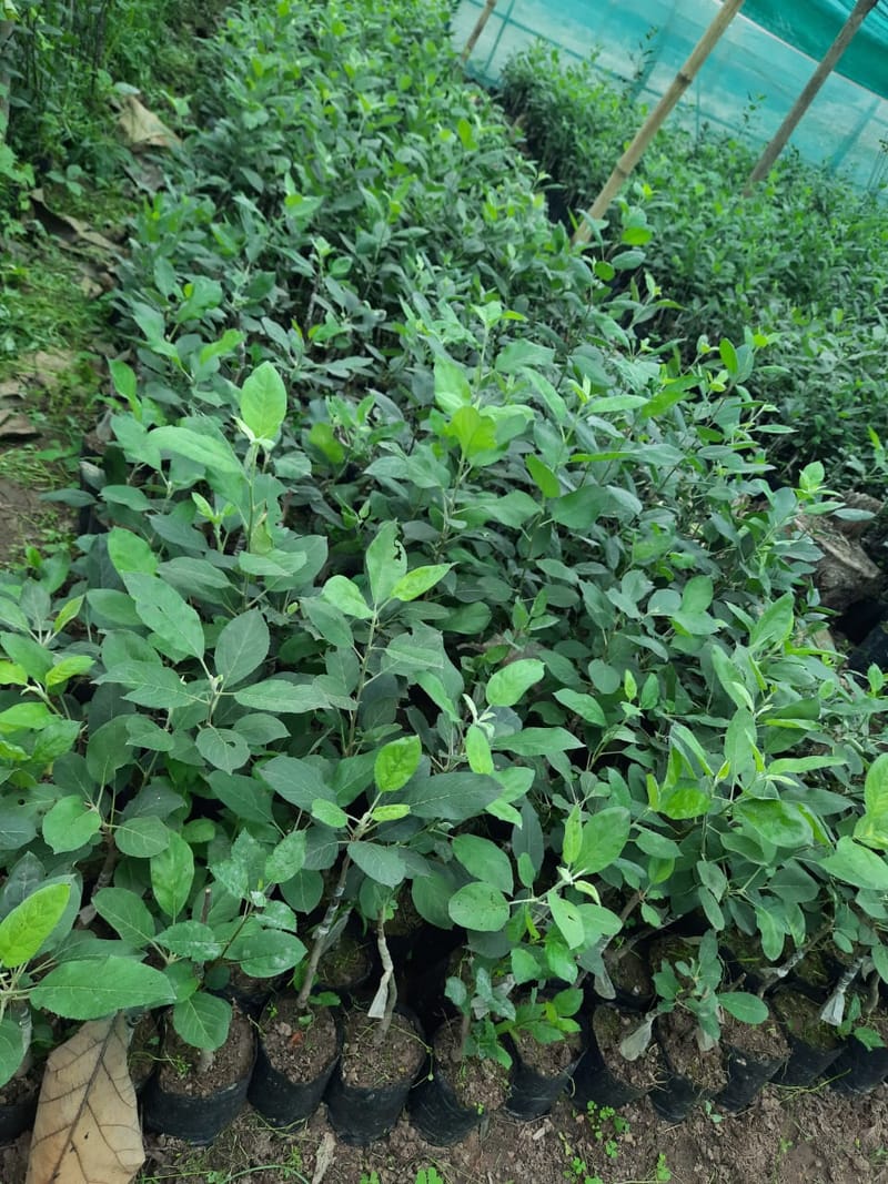 HRMN-99 Apple Grafted Plant