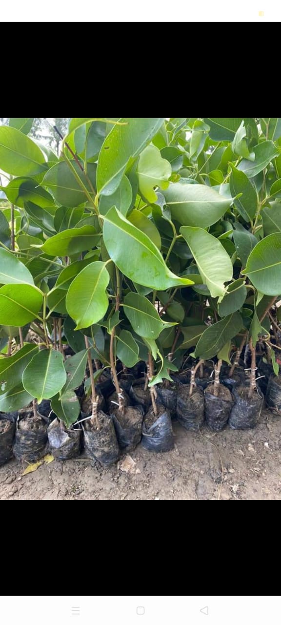 Thai Red Jamun Grafted Plant