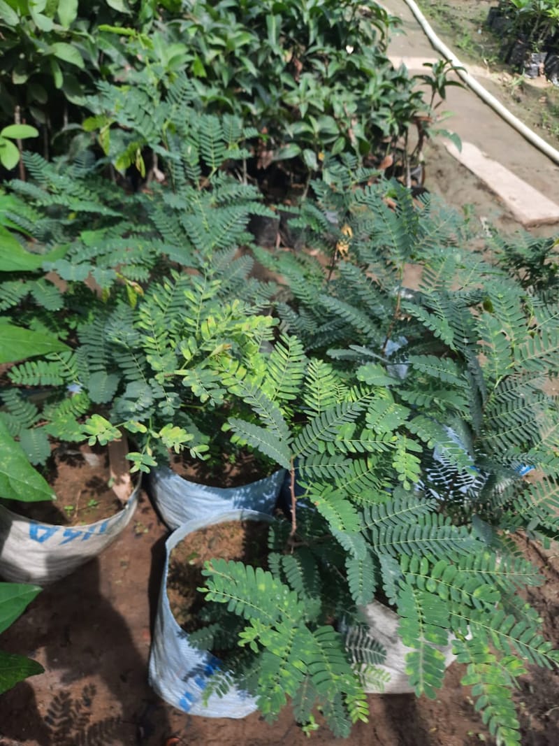 Sweet Emli Grafted Plant