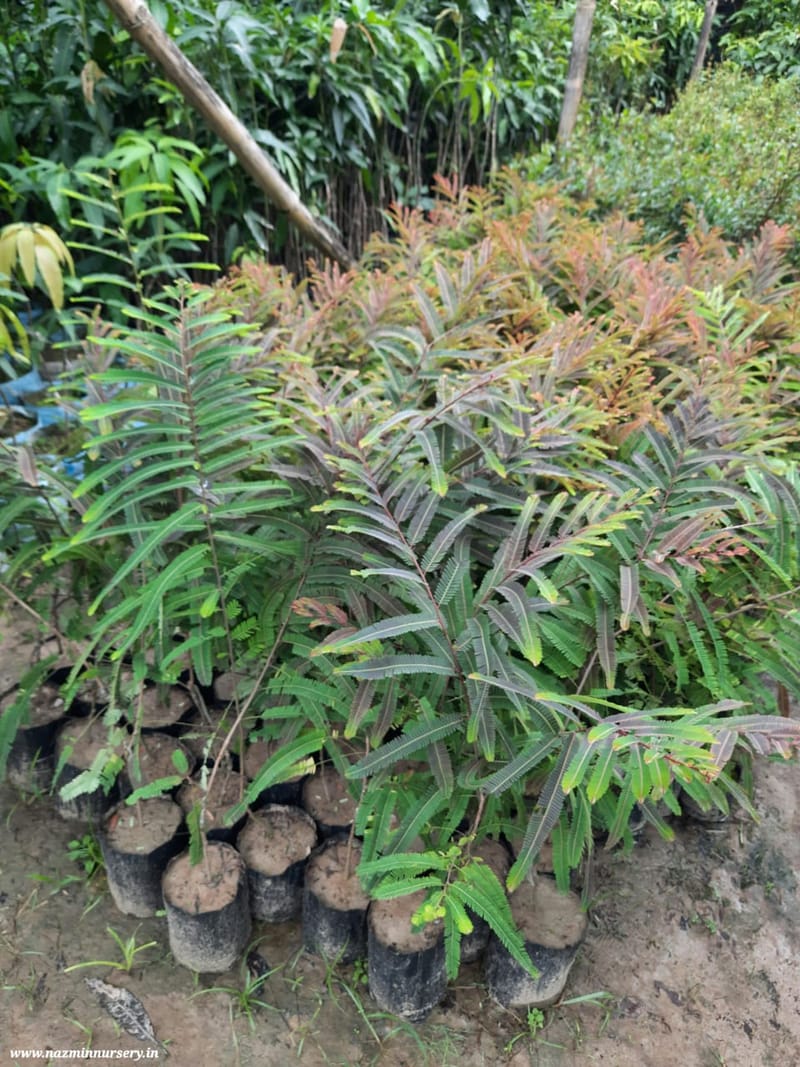 Red Amla Grafted Plant