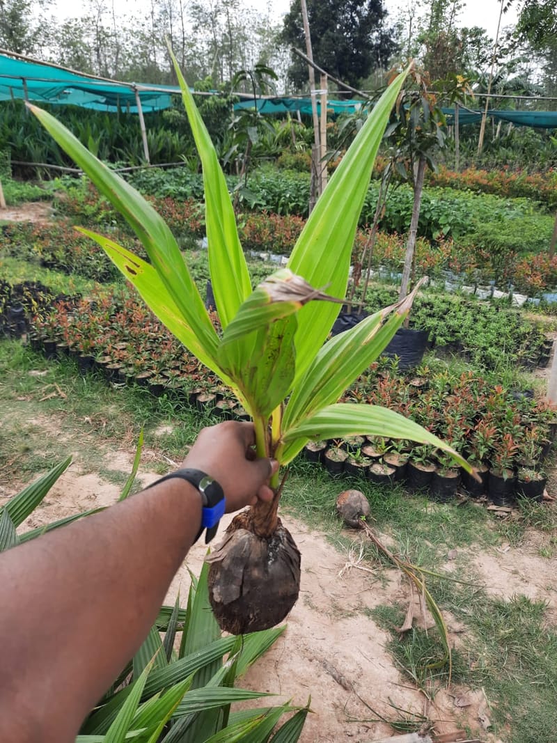 West Cost Coconut Plant