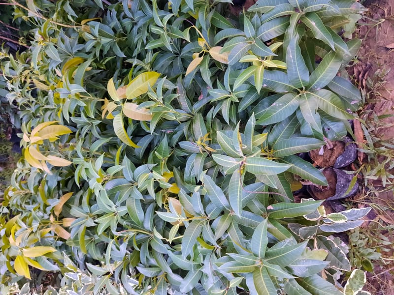 Mango Alphanso Grafted Plant