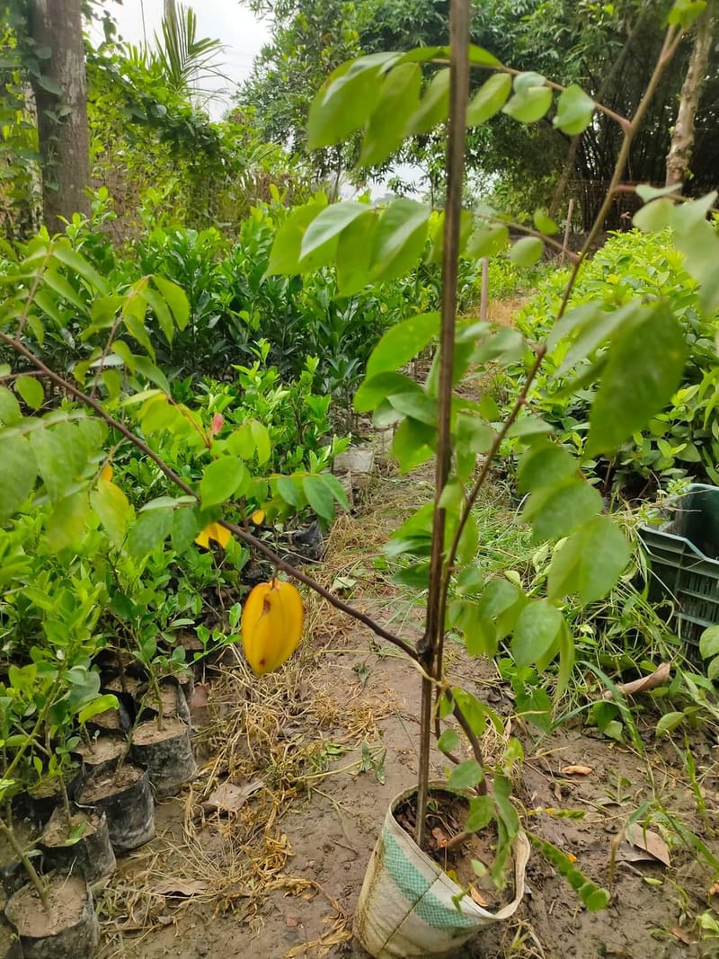 Star Fruit Grafted Plant