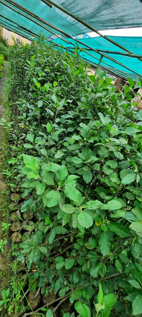 Kashmiri Apple Grafted Plant