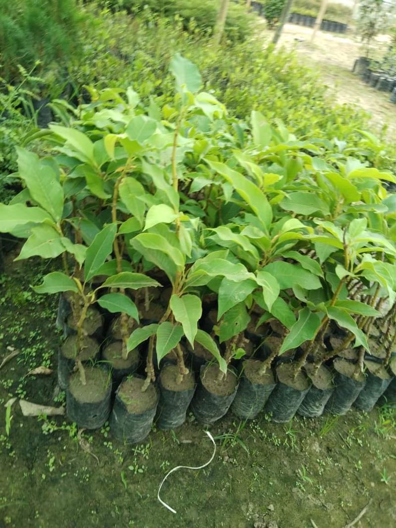 Champa Grafted Plant