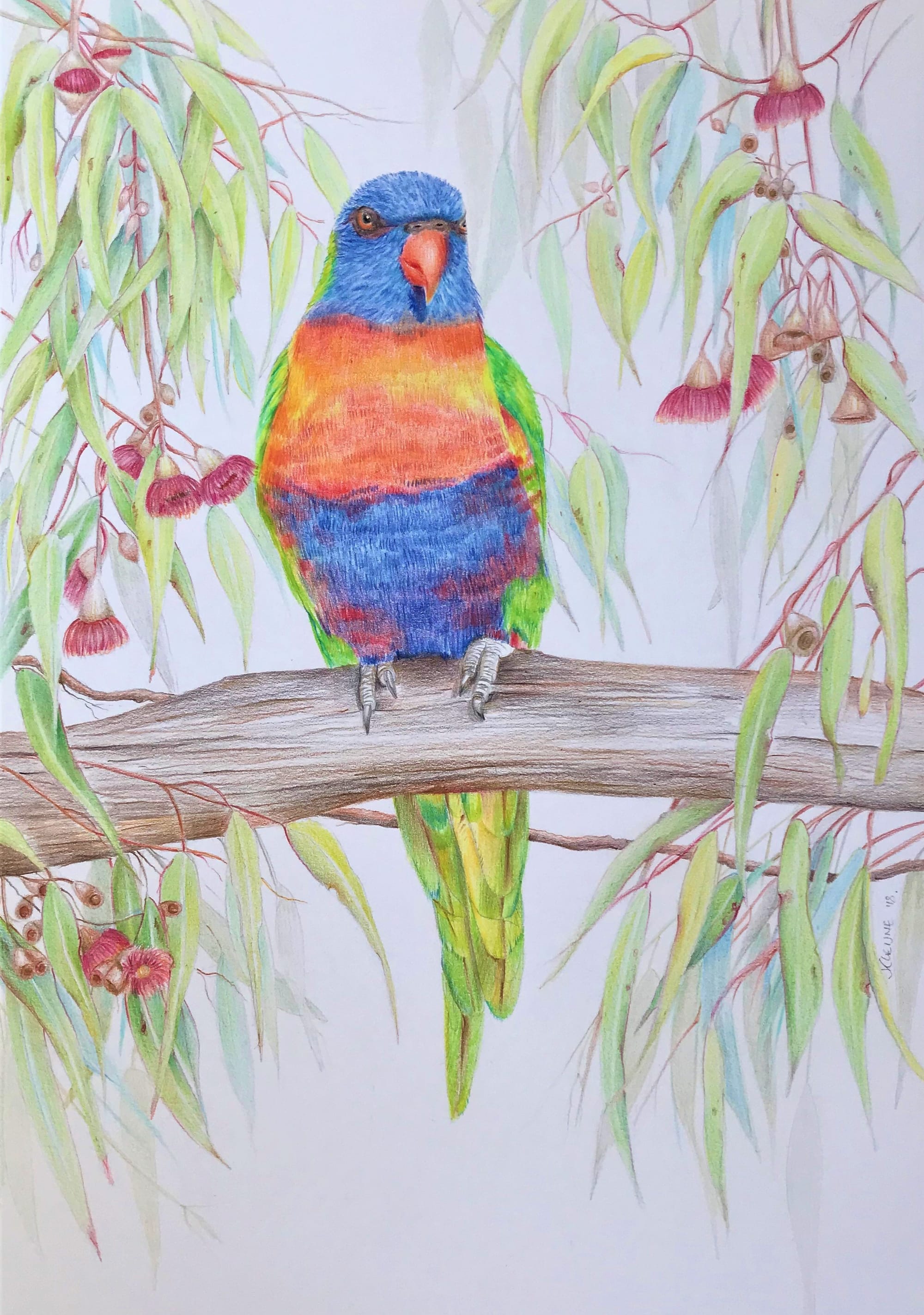 Rainbow lorikeet - SOLD