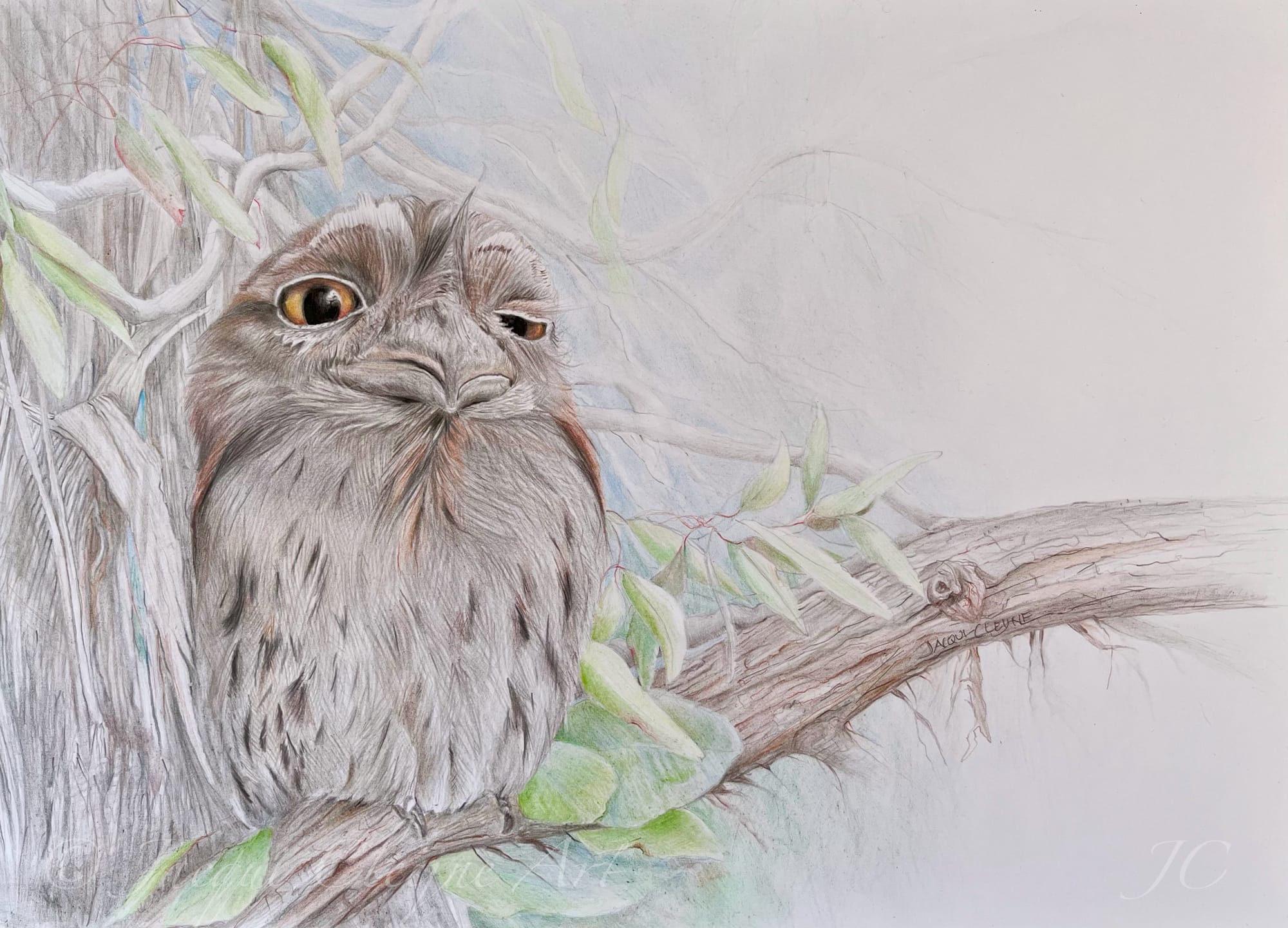 "Wink Wink" - Tawny Frogmouth