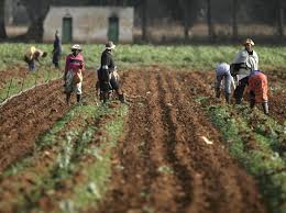 Greediness Haunts Chipinge Villagers