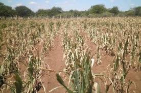 Looming Food Crisis hits Chipinge District – State Capacity heavily compromised