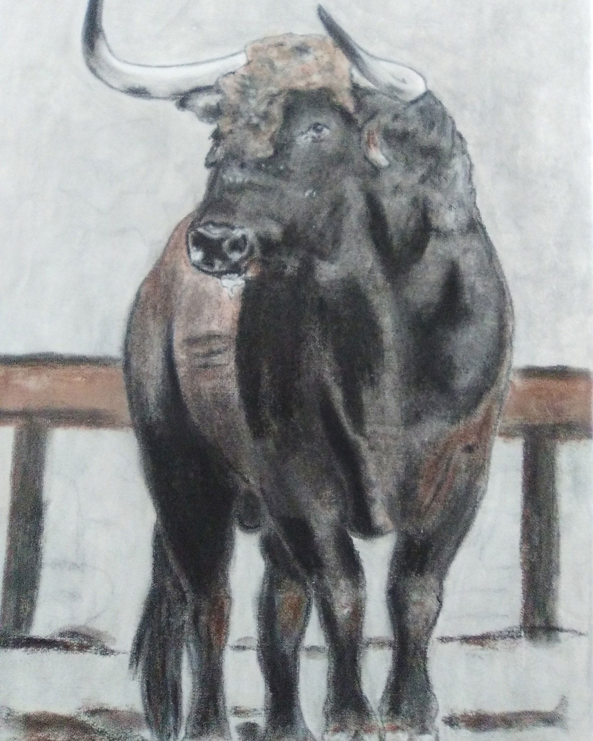 TOROS