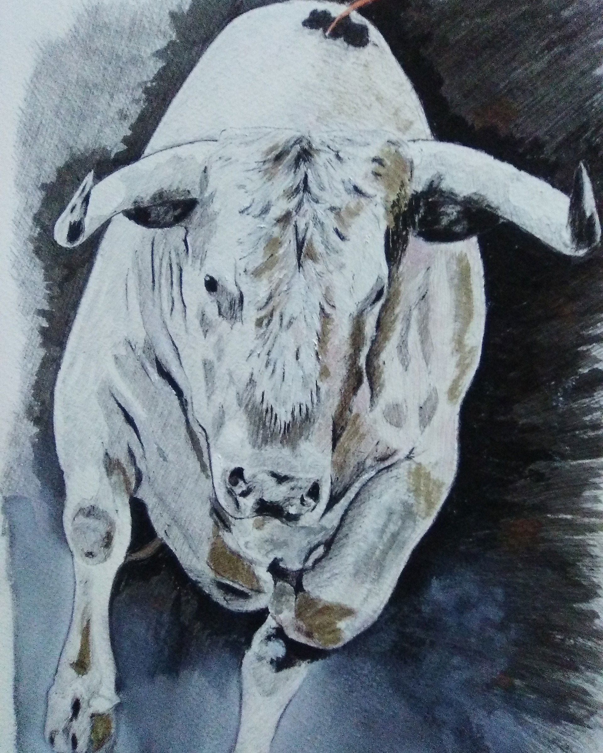 TOROS