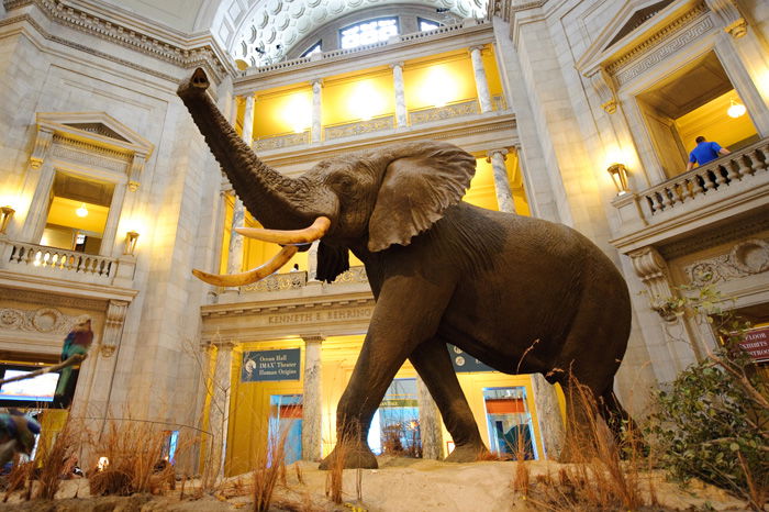 2. National Museum of Natural History, Washington D.C, USA