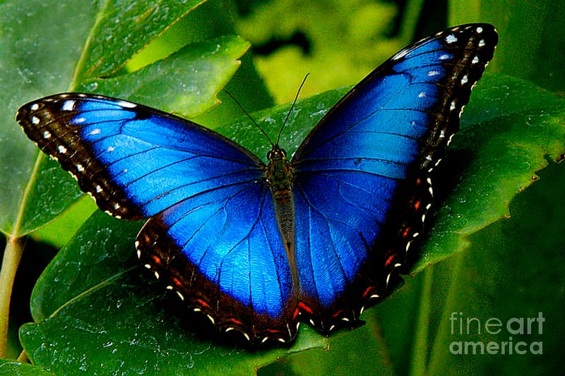 10. Blue Morpho