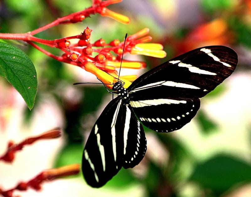 9. Zebra Longwing Butterfly