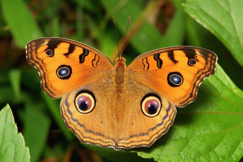 8. Peacock Pansy