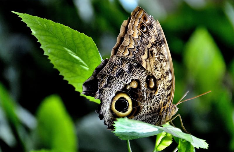 6. Forest Giant Owl Butterfly