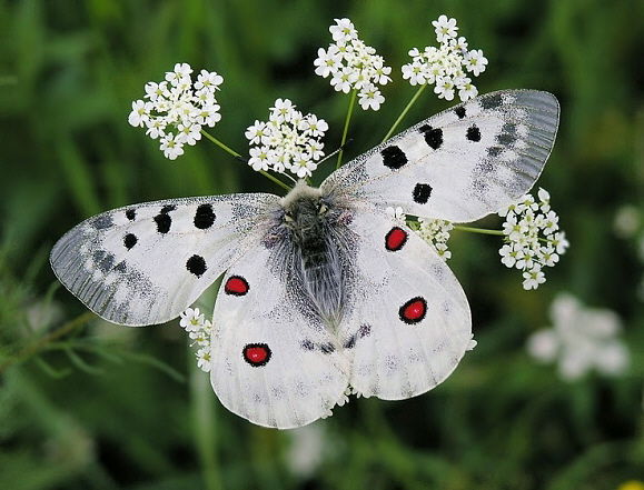 4. Apollo Butterfly