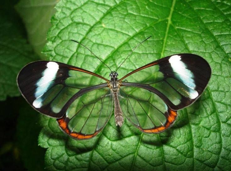 3. Glasswinged Butterfly