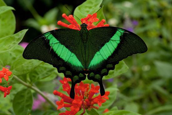 2. Emerald Swallowtail