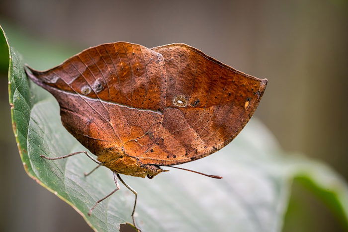 1. Dead Leaf Butterfly