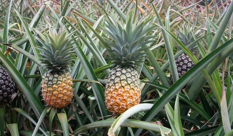 9. Pineapple