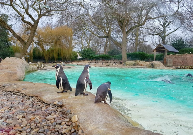 2. London Zoo