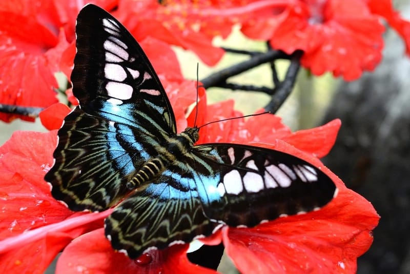 9. Check out the butterflies at the Butterfly Farm