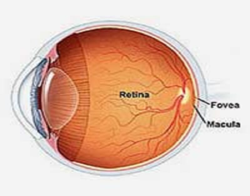Retina Treatment in India